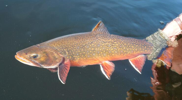 10 Best Spots For Ontario Brook Trout | Northern Ontario Travel